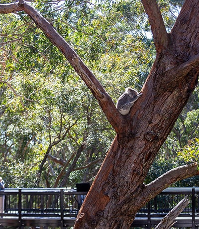 koala sanctuary port stephens accommodation